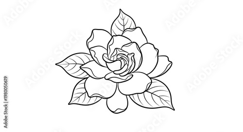 Elegant black and white line art illustration of a blooming gardenia flower with detailed petals and surrounding leaves isolated on a clean white background symbolizing natural