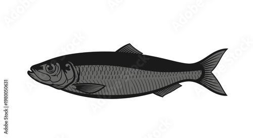 Detailed illustration of a single dark scaled herring fish swimming horizontally against a clean white background showcasing its sleek body and fins in a realistic yet stylized
