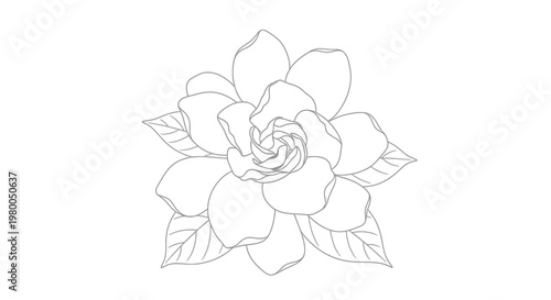 Delicate line art illustration of a blooming gardenia flower with detailed petals and leaves presented as a clean graphic design element on a pure white background perfect