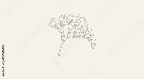 Elegant line art illustration of a delicate freesia flower stem with blooming buds and unfurling petals showcasing natural beauty and botanical detail against a soft neutral beige