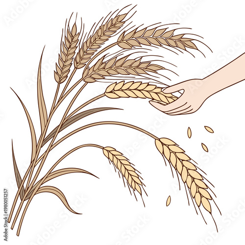 An illustration of a hand holding wheat grains with some grains falling from the wheat