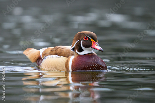 Wood duck (Aix sponsa)