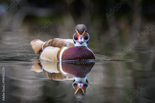 Wood duck (Aix sponsa)