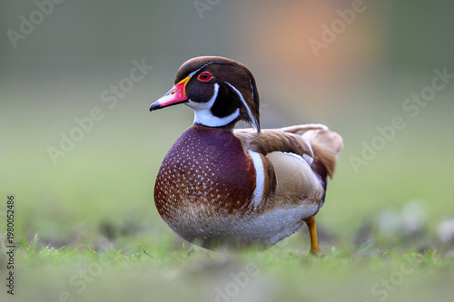 Wood duck (Aix sponsa)