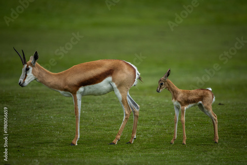 A springbok or springbuck (Antidorcas marsupialis) with a young calf