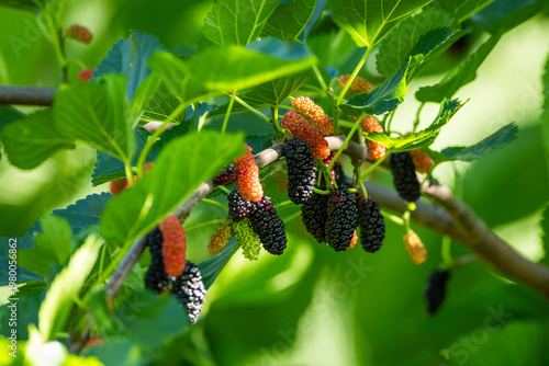 Mulberries growing on a mulberry tree