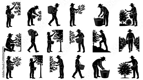 Collection of Silhouettes Depicting Farmers Harvesting Crops From Trees and Bushes With Baskets, Illustrating Agricultural Labor and Organic Farming Practices