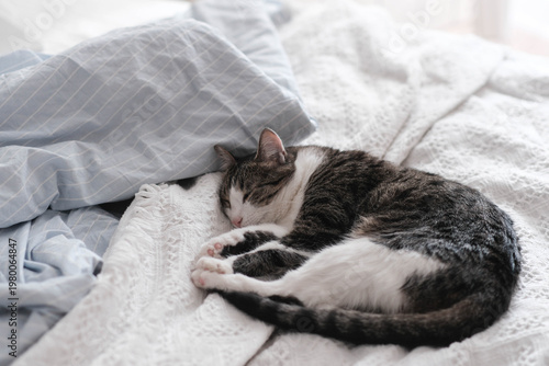 A cozy scene: a tabby-and-white cat sleeps peacefully on a textured white blanket, curled up in a ball. A light blue pillow adds a soft touch to the serene bedroom setting. pet themes.