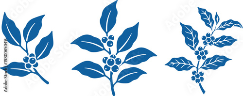 Three blue coffee plant branches with berries on white background berry leaf