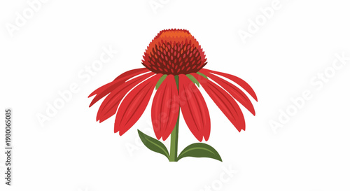 Single bright red flower with green stem and leaves