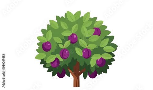Plum tree vector illustration with purple fruits isolated on white background
