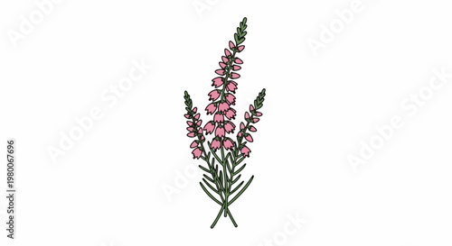 Pink heather sprigs with green leaves, stylized illustration