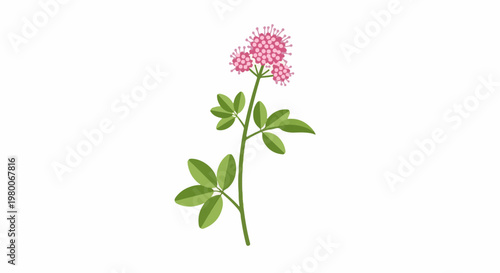Delicate pink flower cluster atop a green stem with leaves