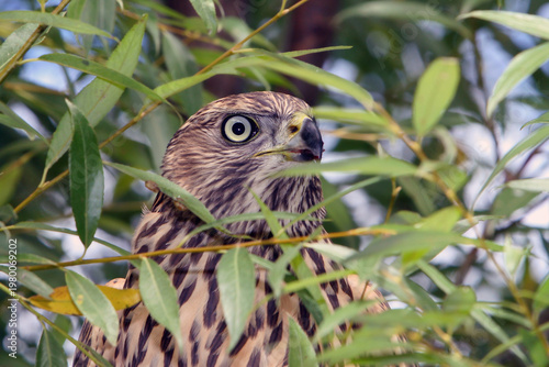 Close-up of hawk amidst greenery, piercing look, wild habitat