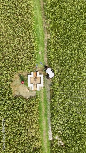 Scenic Aerial  Green Rice Farmland