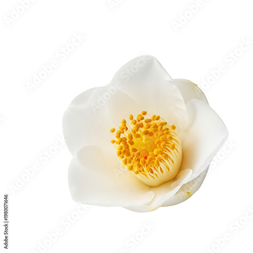 Single perfect transparent camellia flower macro shot, featuring velvety petals and intricate golden stamens, isolated on a bright studio background with ample negative space, concept of natural