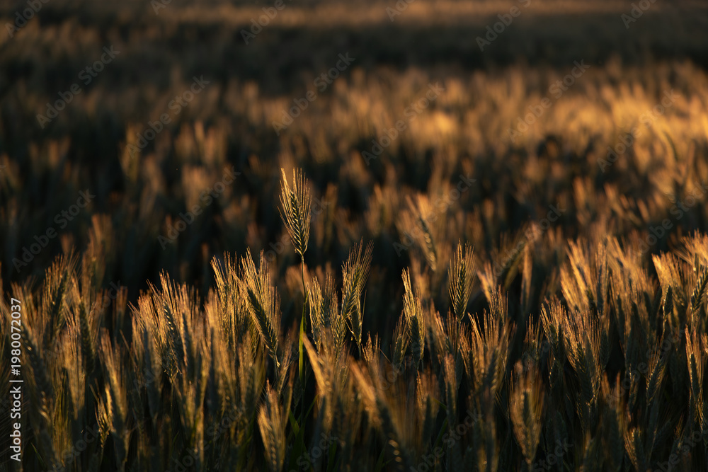 Obraz premium Calm and serene wheat field scene during golden hour.