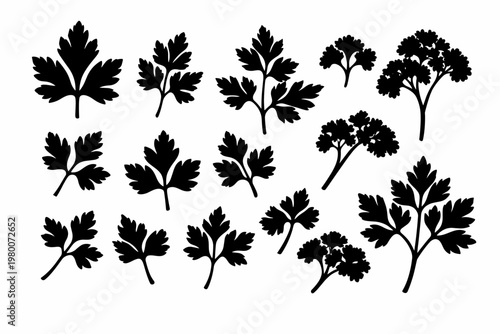 Foto Black Silhouettes of Various Parsley Leaves and Sprigs Isolated on a White Background