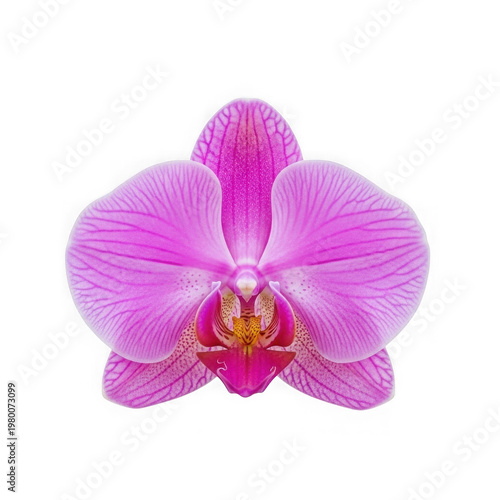 Pink orchid flower with delicate petals isolated on transparent background