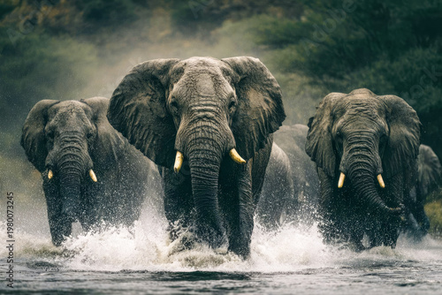 Three African elephants wade through a river, splashing water as they move, surrounded by lush vegetation and misty atmosphere in a natural habitat