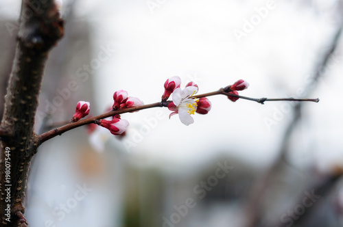cherry blossom in spring