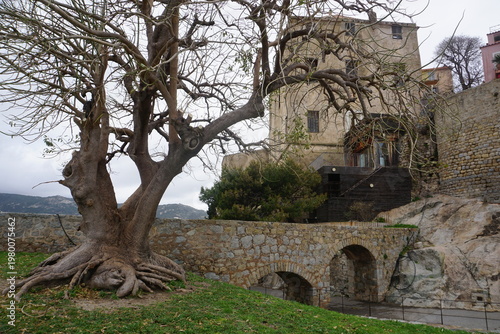 view of downtown calvi, corsica, france, with the old stone bridge, buildings and a huge tree in the park