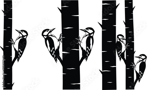 Woodpeckers on birch trees a sequential illustration of foraging behavior