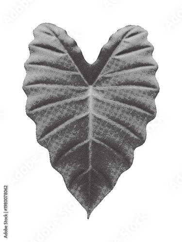 A detailed close up view of a heart shaped alocasia leaf isolated on a solid white background