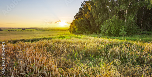 Wallpaper Mural Golden sun dips low over a vast wheat field Torontodigital.ca