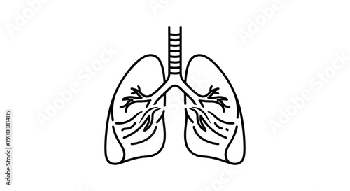 Simple outline drawing of human lungs on a white background, symbolizing health and breathing