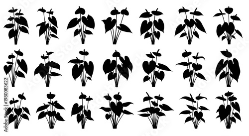 Collection of silhouettes of anthurium plants with heart shaped leaves and spathe flowers isolated on a white background representing nature's beauty and botanical diversity
