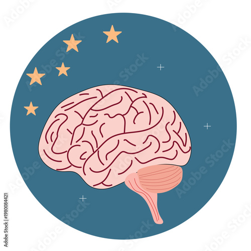 Sleep cycle brain vector clipart