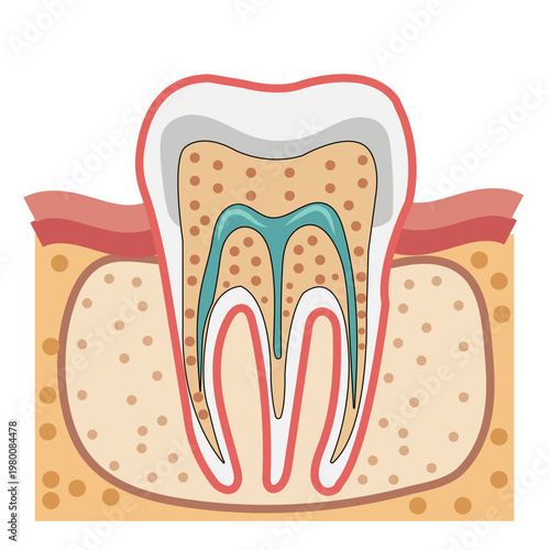 Tooth cross section anatomy showing enamel dentin pulp