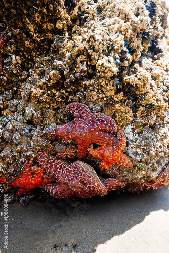 Colorful sea stars and green sea anemones on tide-covered rocks at low tide, Cannon Beach, Oregon. Close-up view of marine life on the Pacific Northwest coast.