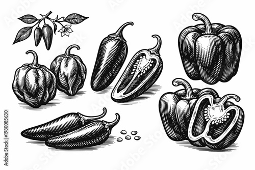 Vintage Woodcut Illustration of Various Chili Pepper Varieties Including Spicy Habanero, Jalapeno, Bell Pepper, and Bird's Eye Peppers with Slices and Seeds, Hand Drawn Engraving Style Vector