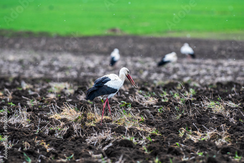 White storks foraging in freshly plowed farmland in early spring cold weather. 