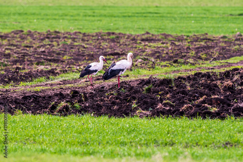 White storks foraging in freshly plowed farmland in early spring cold weather. 