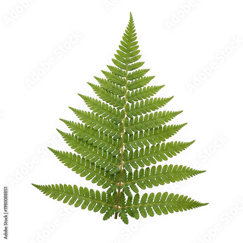 Green fern leaf with delicate fronds isolated on transparent background