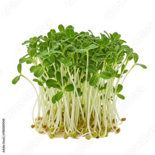 Fresh alfalfa sprouts growing in a healthy cluster