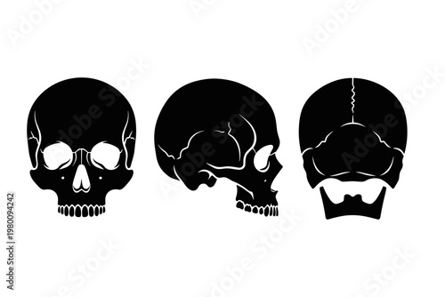 Human Skull Views Silhouette