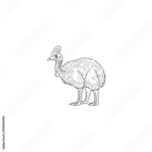 Large flightless bird standing alone.