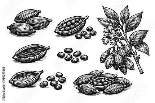 Vintage Hand Drawn Cardamom Engraving Set Featuring Whole Pods, Open Husks, Seeds, and Botanical Branch with Leaves and Flowers; Detailed Woodcut Style Illustration for Culinary and Herbal Design.