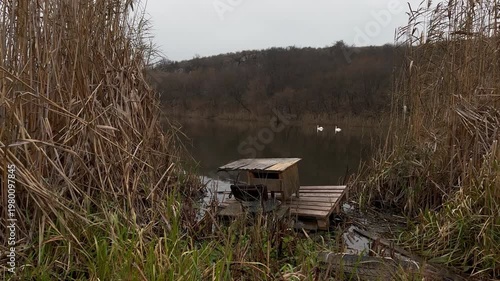 Abandoned wooden dock in reeds on calm lake with swans, peaceful autumn wetland landscape
