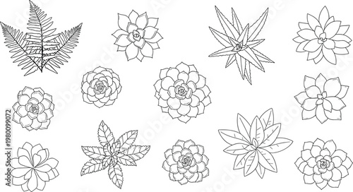 Tableau sur toile Black and White Succulent and Fern Plant Icon Set Featuring Detailed Drawings of