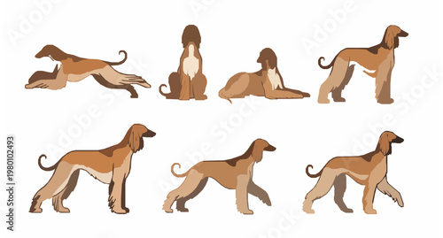 Afghan Hound detailed line art collection with flowing fur motion poses and elegant dog sketches isolated on white
