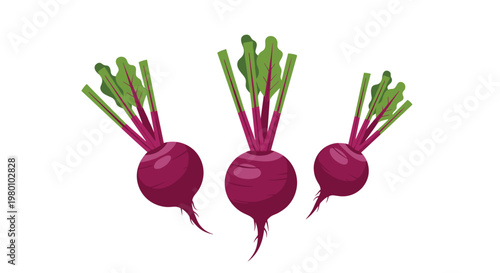 Three fresh whole beetroots with long vibrant green leafy stems are neatly arranged in a row against a clean and bright white background for a design.