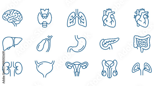 Set of 15 blue outline human organ icons for medical and educational infographics