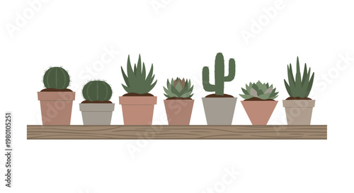 Collection of various cacti and succulents in individual terracotta pots sits on a long wooden shelf in a bright minimalist indoor garden setting today.