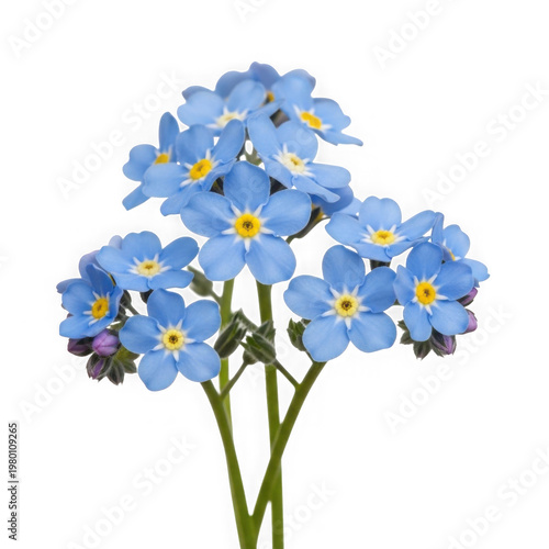 Vibrant blue forget-me-not flowers bouquet isolated on transparent background