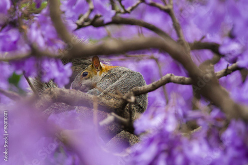 Obraz na płótnie Squirrel on jacaranda tree with purple blossoms, capturing urban wildlife in spring with vibrant floral background and natural behavior
